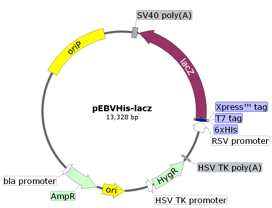 pEBVHis-lacZ载体图谱